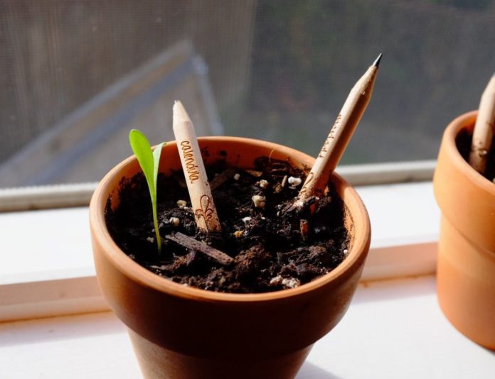 Sprout-Pencil-With-a-Seed-1