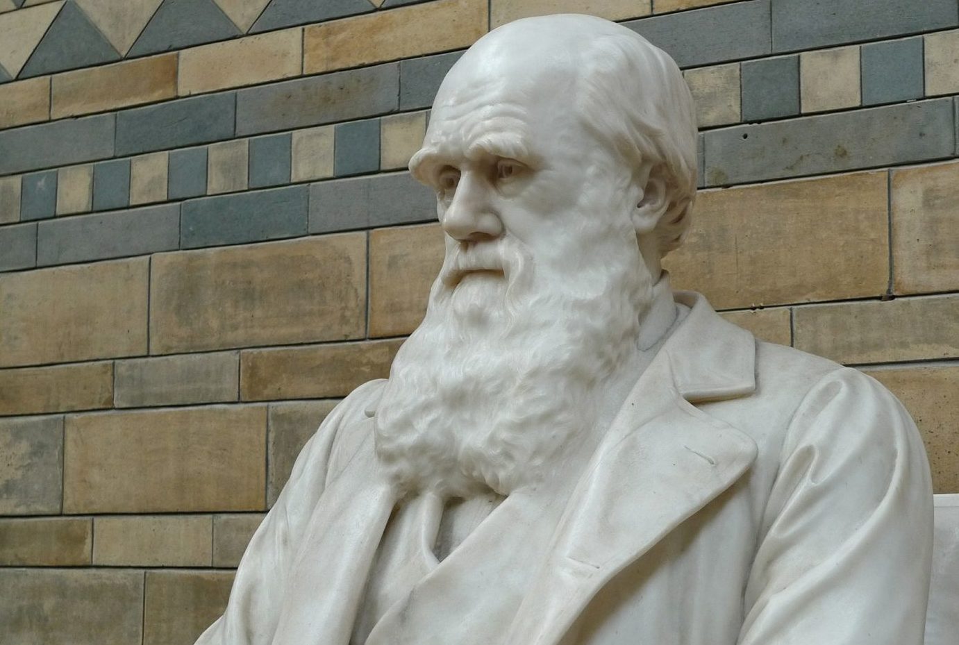 Darwin papa és az online oktatás