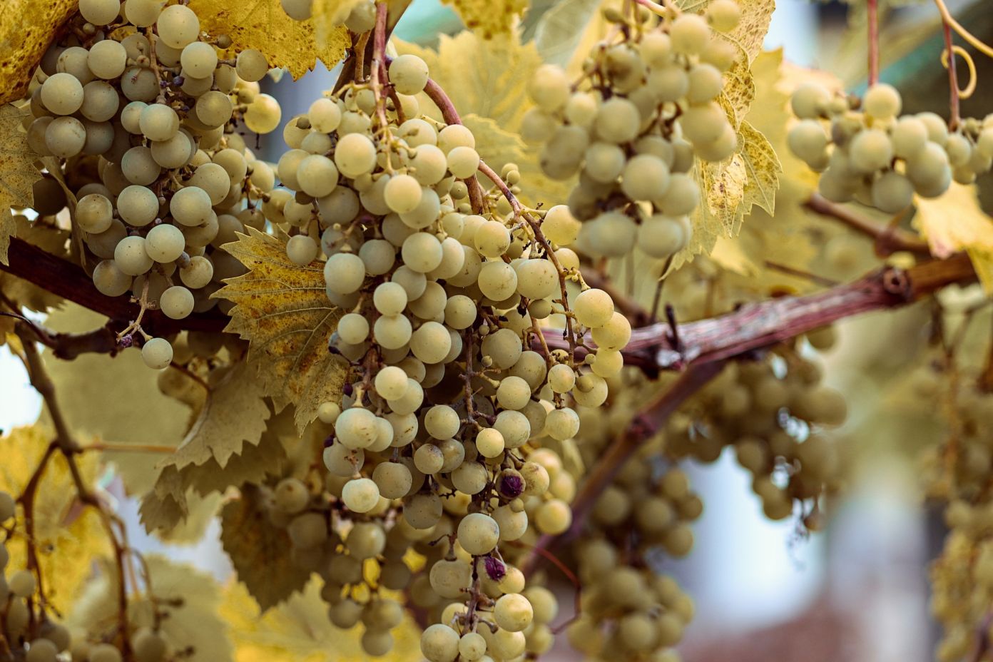 A kiskőrösi szőlőkben is nagy károkat okoztak az időjárási viszontagságok