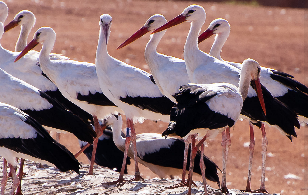 Egyiptomban látták az akasztói gólyát