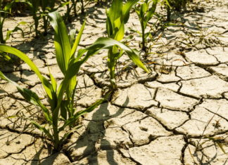 Tartósan vízhiányos időszak vette kezdetét