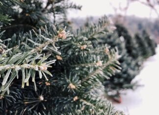 A fenyőfát vásárlók háromnegyede idén is hazai termelők termékeit díszítheti fel