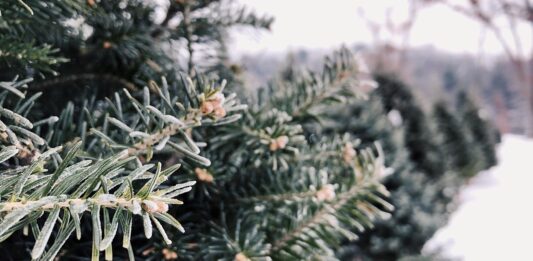 A fenyőfát vásárlók háromnegyede idén is hazai termelők termékeit díszítheti fel