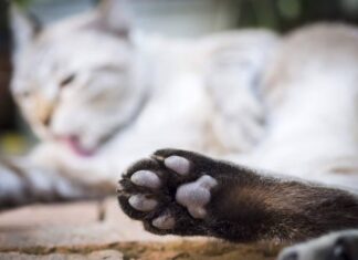 Közlekedési balesetek és állatmentés: tűzoltói beavatkozások Bács-Kiskunban