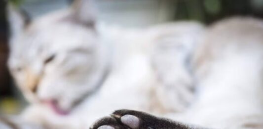 Közlekedési balesetek és állatmentés: tűzoltói beavatkozások Bács-Kiskunban