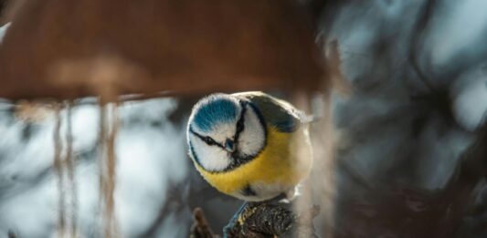 Madárszámlálásra hívják a lakosságot