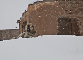 A hideg idő veszélyeire hívja fel az állattartók figyelmét az Orpheus Állatvédő Egyesület