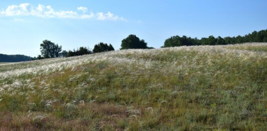 Homoki árvalányhaj az idei év vadvirága
