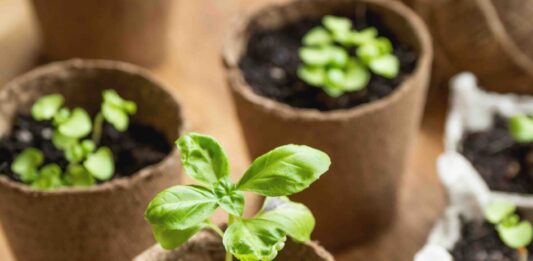 Világszerte növekszik a biokertészkedés iránti érdeklődés