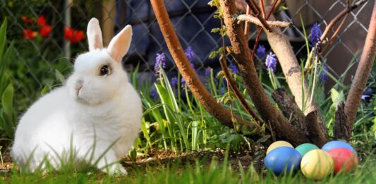 Állatvédők: ne ajándékozzunk élő állatot húsvétra