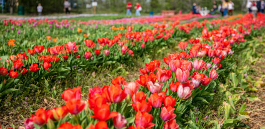 Ugrálóvár, állatsimogató és tulipánok – vár a TulipGarden a tavaszi szünetben