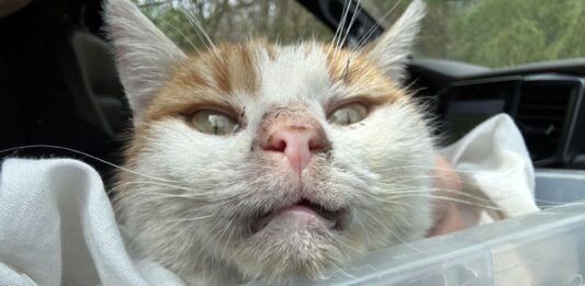 Néha a jó szándék is árt – gondolatok a kóbor cicák etetéséről