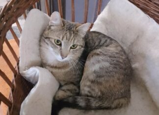 Szépség, kedvesség, alomhasználat pipa – gazdi hiányzik!