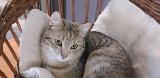 Szépség, kedvesség, alomhasználat pipa – gazdi hiányzik!