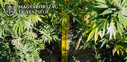 Disznóólban termesztette az eladásra szánt kábítószert (Fotókkal!)