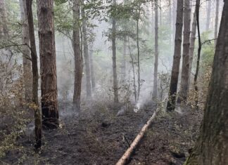 Lángra kapott a fenyőerdő aljnövényzete Bócsán