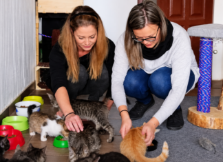 A Tündér Szolgálat állatmentői mentett cicákkal Kiskőrösön
