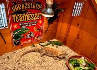 Egzotikus állatkiállítás Kiskőrösön – cirkuszi örökséggel Egzotikus állatok a kiskőrösi Varázslatos természet díszállat-kiállításon, a Petőfi Sándor Művelődési Központban