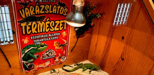 Egzotikus állatkiállítás Kiskőrösön – cirkuszi örökséggel