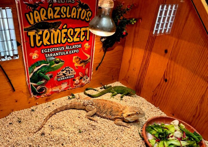 CÍM Egzotikus állatok a kiskőrösi Varázslatos természet díszállat-kiállításon, a Petőfi Sándor Művelődési Központban